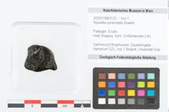 Foto (Objekt + Etikett) von Nipadites pyramidalis Bowerb. (NHMW-GEO-2024-0188-9125)